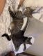 American Shorthair Cats for sale in Covington, GA, USA. price: $200
