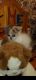 American Shorthair Cats for sale in Jonesboro, AR, USA. price: NA