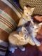 American Shorthair Cats for sale in Uhrichsville, OH 44683, USA. price: NA