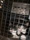 American Shorthair Cats for sale in Winston-Salem, NC, NC, USA. price: NA