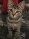 American Shorthair Cats for sale in Anderson, SC, USA. price: NA