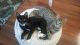 American Shorthair Cats for sale in Anderson, SC, USA. price: NA