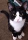 American Shorthair Cats for sale in Sheldon, MO 64784, USA. price: NA