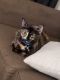 American Shorthair Cats for sale in Red Lion, PA, USA. price: NA