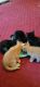 American Shorthair Cats for sale in Gilbert, SC, USA. price: NA