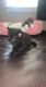 American Shorthair Cats for sale in Tulsa, OK, USA. price: $200