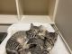American Shorthair Cats for sale in Rolesville, NC, USA. price: NA