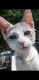American Shorthair Cats for sale in Cartersville, VA 23027, USA. price: NA