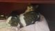 American Shorthair Cats for sale in Rochester, WA 98579, USA. price: $75