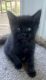 American Shorthair Cats for sale in Byron Center, MI 49315, USA. price: NA