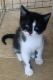 American Shorthair Cats for sale in Byron Center, MI 49315, USA. price: NA
