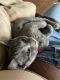 American Shorthair Cats for sale in Athens, GA 30605, USA. price: $400