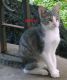 American Shorthair Cats for sale in Independence, MO, USA. price: NA