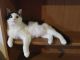 American Shorthair Cats for sale in Edmeston, NY 13335, USA. price: NA