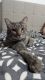 American Shorthair Cats for sale in Lombard, IL, USA. price: $50