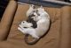 American Shorthair Cats for sale in Summerville, SC 29486, USA. price: NA