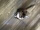 American Shorthair Cats for sale in Tucson, AZ, USA. price: $50