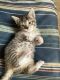 American Shorthair Cats for sale in Bloomdale, OH 44817, USA. price: NA