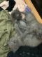 American Shorthair Cats for sale in Fort Washington, MD, USA. price: $300