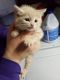 American Shorthair Cats for sale in Johnson Creek, WI, USA. price: $55