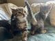 American Shorthair Cats for sale in Federal Way, WA, USA. price: $50