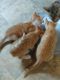 American Shorthair Cats for sale in New Palestine, IN 46163, USA. price: NA