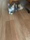 American Shorthair Cats for sale in Glendora, CA, USA. price: $25