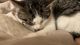 American Shorthair Cats for sale in Queens, NY, USA. price: $300