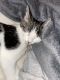 American Shorthair Cats for sale in Winter Garden, FL 34787, USA. price: NA