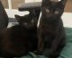 American Shorthair Cats for sale in Oak Point, TX 75068, USA. price: $75