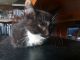 American Shorthair Cats for sale in Boulder, CO, USA. price: $100