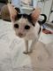 American Shorthair Cats for sale in 6025 Bridle Dr, Cumming, GA 30028, USA. price: NA