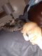 American Shorthair Cats for sale in Dania Beach, FL, USA. price: $20