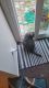 American Shorthair Cats for sale in Dale City, VA, USA. price: NA