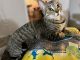American Shorthair Cats for sale in Houston, TX, USA. price: NA