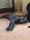 American Shorthair Cats for sale in Pelham, AL, USA. price: $50