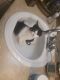 American Shorthair Cats for sale in Colorado Springs, CO, USA. price: $75