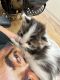 American Shorthair Cats for sale in Orlando, FL, USA. price: $500