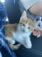 American Shorthair Cats for sale in Plymouth, MN, USA. price: $100