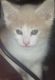 American Shorthair Cats for sale in Anchorage, AK, USA. price: $50