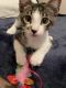 American Shorthair Cats for sale in Fort Myers, FL, USA. price: $50