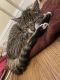 American Shorthair Cats for sale in New Cassel, NY, USA. price: NA