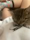 American Shorthair Cats for sale in Tempe, AZ, USA. price: $150