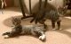 American Shorthair Cats for sale in Delmont, PA 15626, USA. price: $150