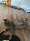 American Shorthair Cats for sale in 219 Ashmore Ave, Trenton, NJ 08611, USA. price: $100