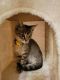 American Shorthair Cats for sale in Covington, GA, USA. price: $60