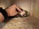 American Shorthair Cats for sale in Fairfax, VA 22031, USA. price: $77