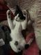 American Shorthair Cats for sale in Rock Hill, SC, USA. price: $50