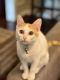 American Shorthair Cats for sale in Arlington, TX 76017, USA. price: $50
