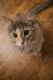 American Shorthair Cats for sale in Iowa City, IA 52240, USA. price: NA